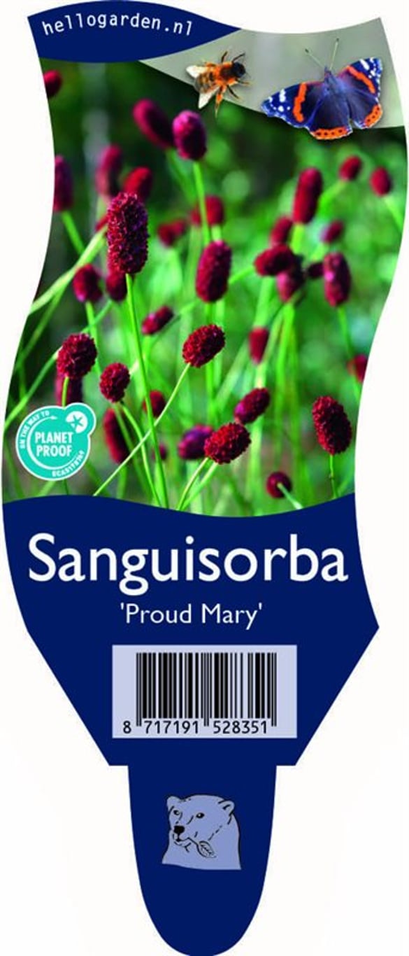 Sanguisorba 'Proud Mary' - P11